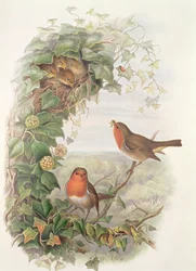 ロビン、1873年（トイレ、紙に鉛筆）